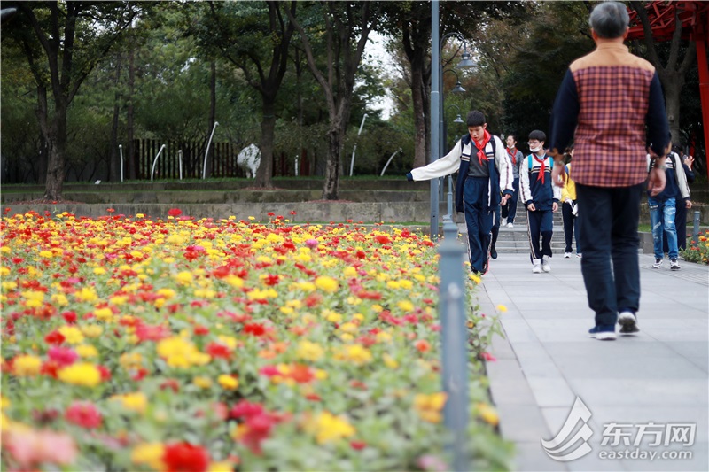 静安雕塑公园铺了新 地毯 秋天还有那么浪漫的鲜花