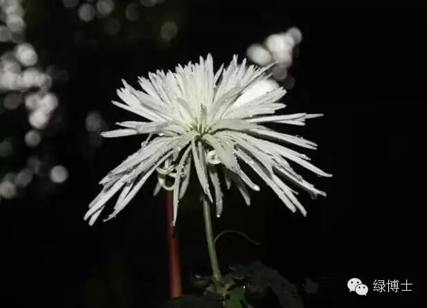 你认识几种菊花 秋日赏菊秘籍来啦