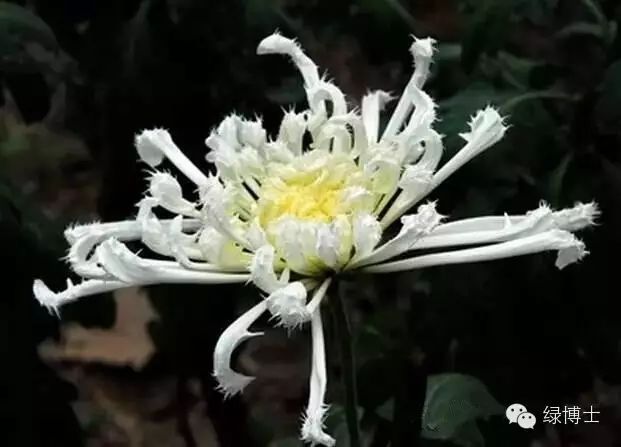 你认识几种菊花 秋日赏菊秘籍来啦