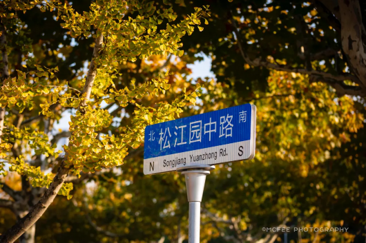 松江这条路，秋意浓！