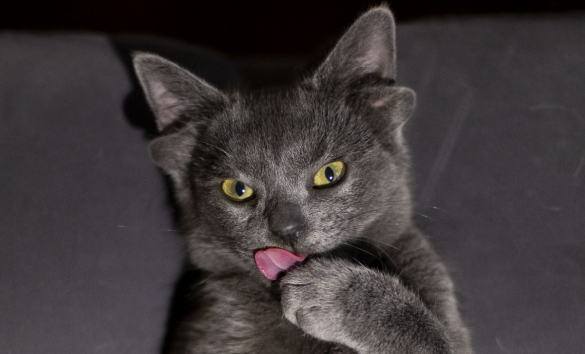 土耳其猫咪天生有四只耳朵走红网络