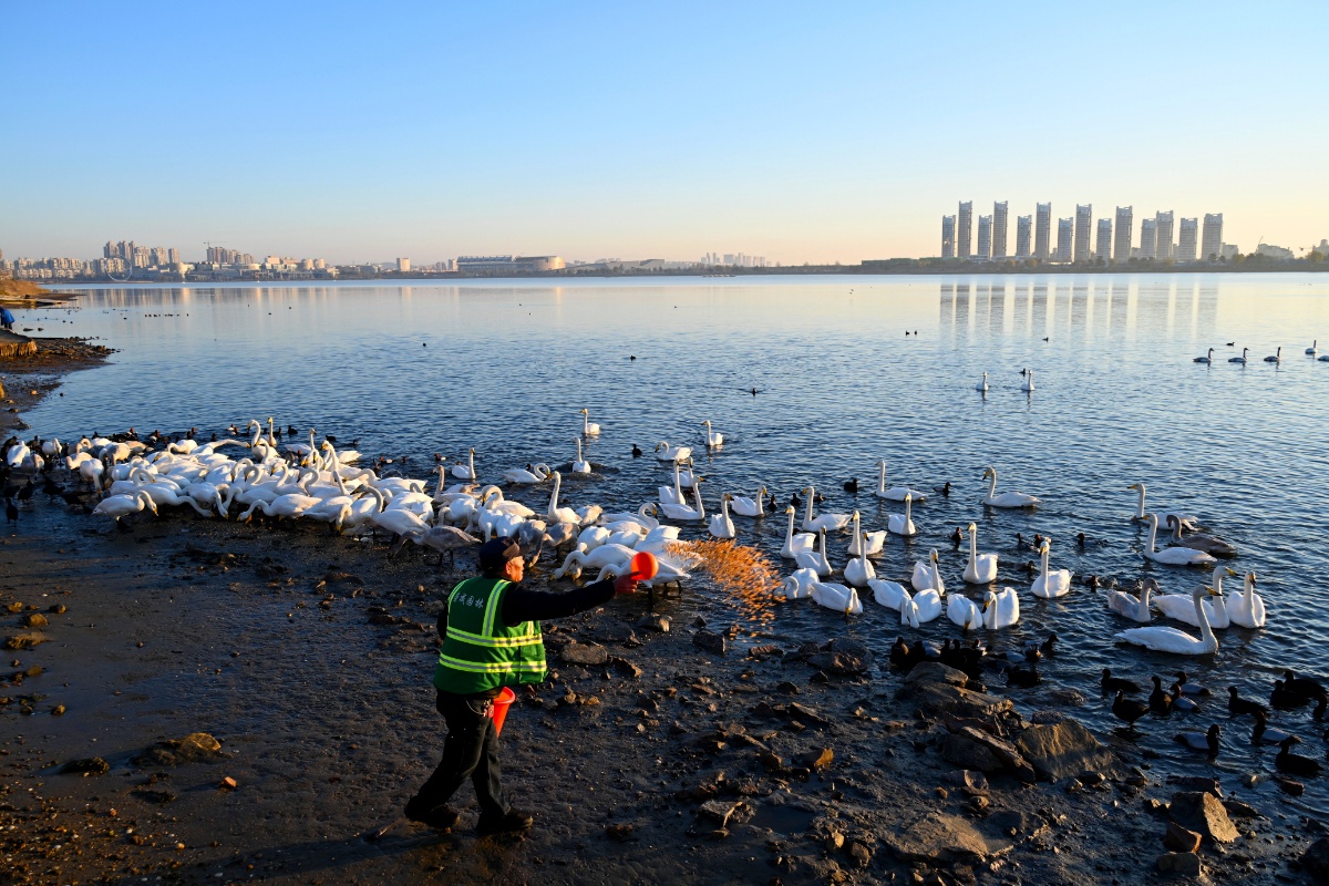 入冬以来 山东荣成樱花湖上演天鹅之恋