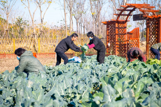 荒地 逆袭 成 三色菜园 金山这里灵额