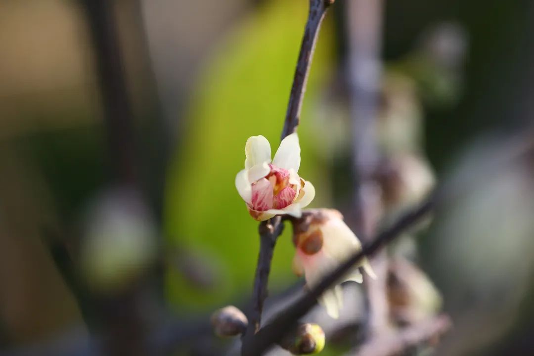 大雪 时节古猗园首株蜡梅开了预计12月中下旬进入观赏期