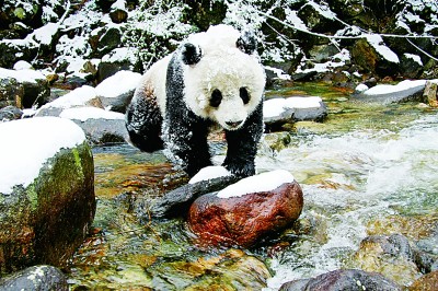 正在过河的野生大熊猫 胡万新摄/光明图片