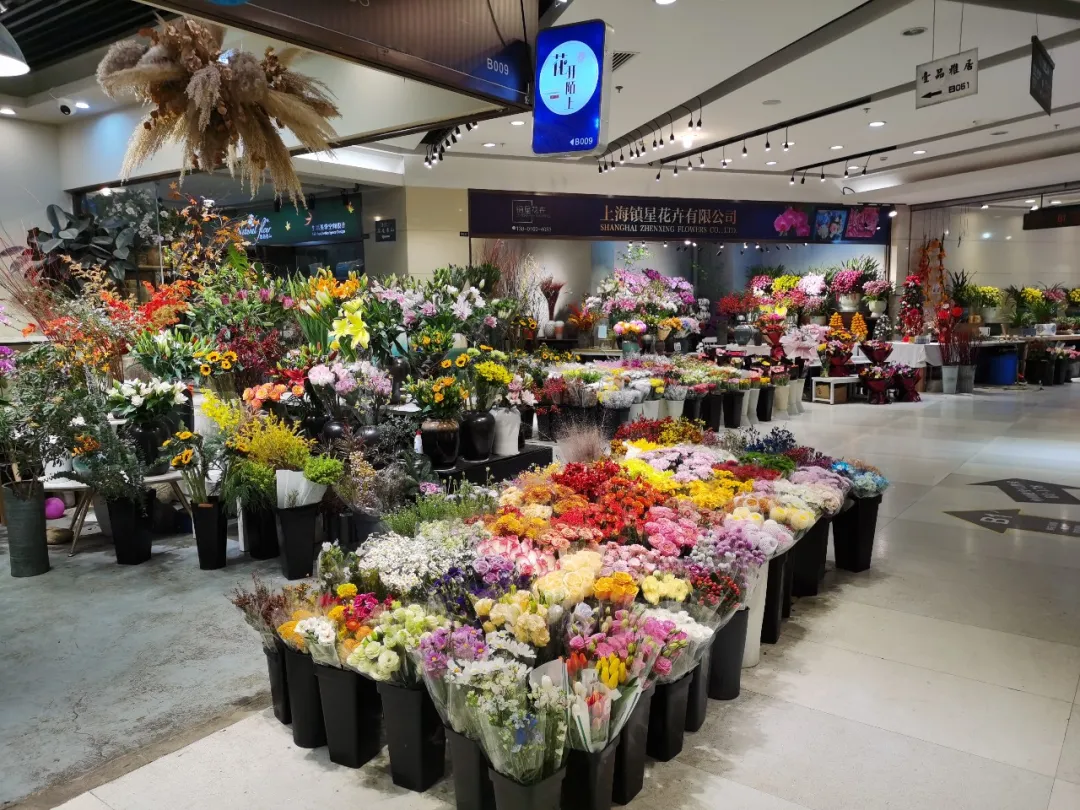 花开富贵 古北花卉市场的 年宵花 争奇斗艳