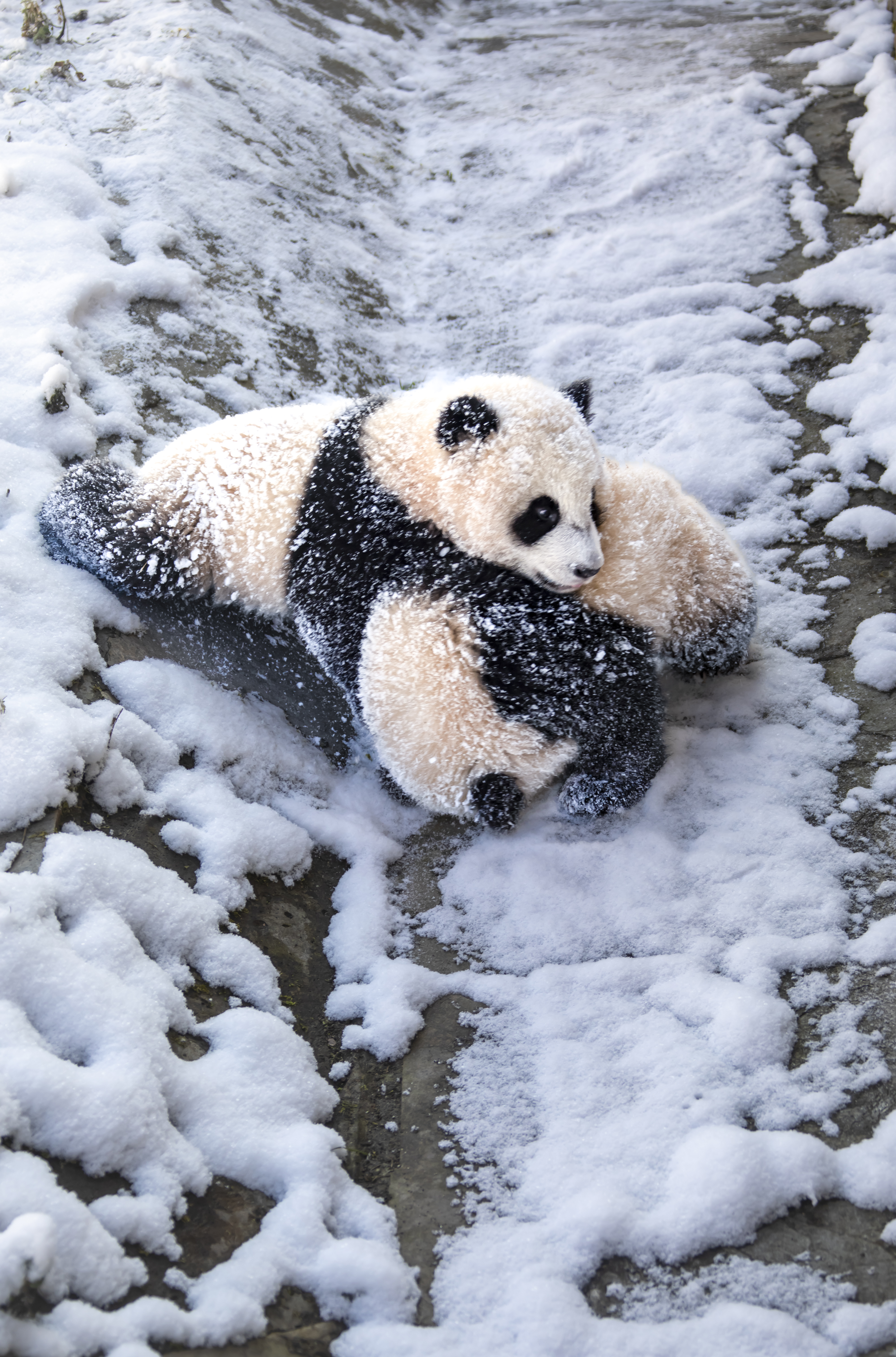 大熊猫下雪图片