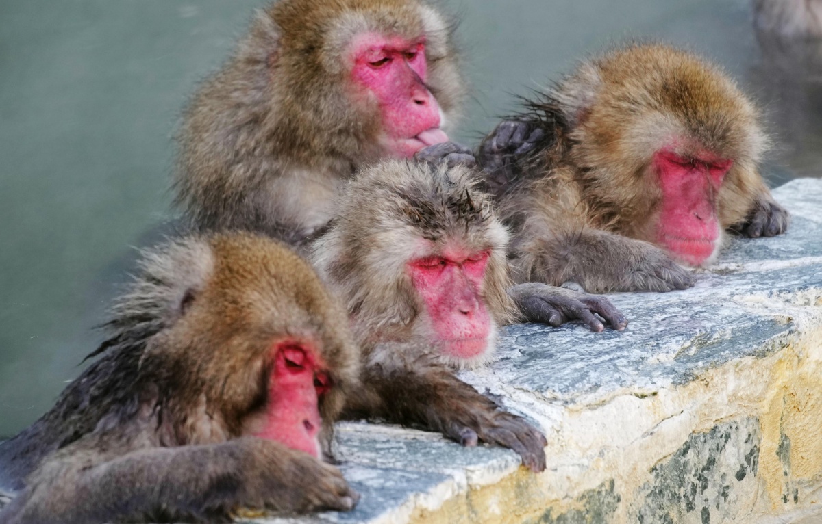日本北海道猴子集体泡温泉 满脸享受惬意
