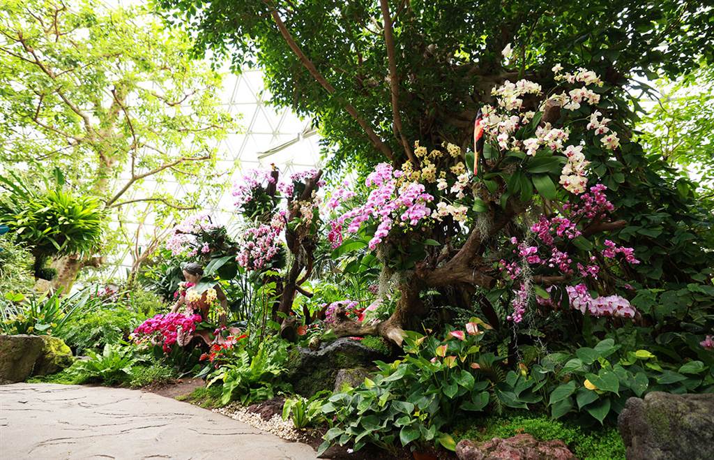 蝴蝶兰为何不用泥土栽 一品红赏的是花还是叶 辰山植物园专家带您细赏年宵花