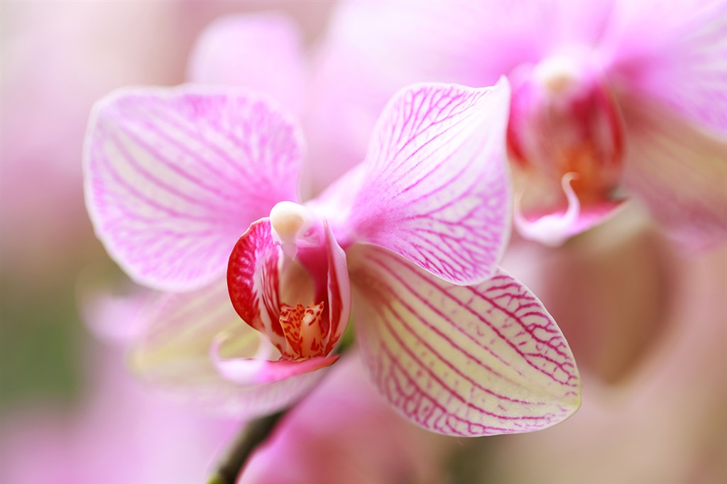 蝴蝶兰为何不用泥土栽 一品红赏的是花还是叶 辰山植物园专家带您细赏年宵花