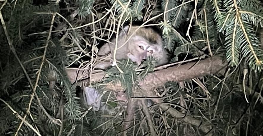 美国官方称逃跑的实验猴子被找到：3只被安乐死 未解释原因