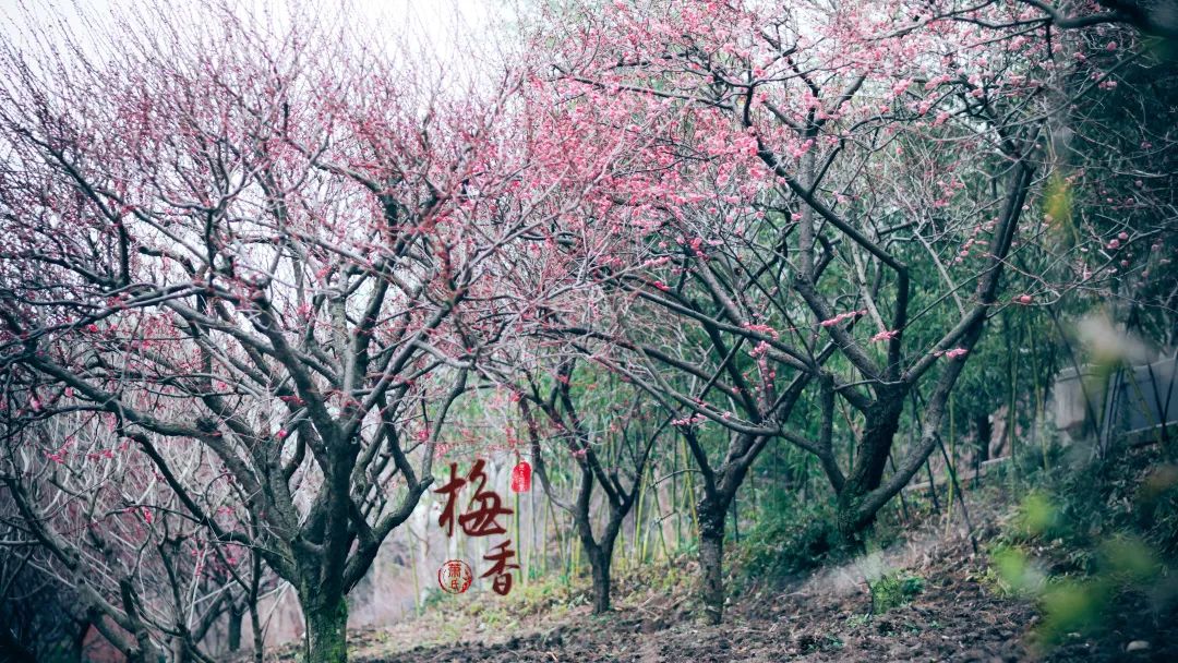 松江这片梅花园开得太美了