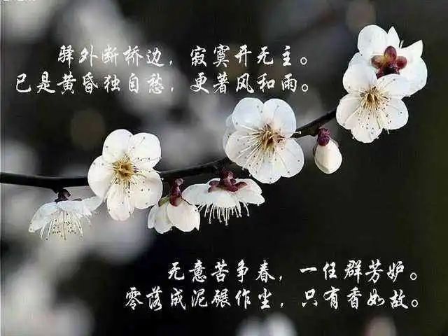 男子半年"顺"走6辆自行车,辩解时吟起陆游词"寂寞开无主"