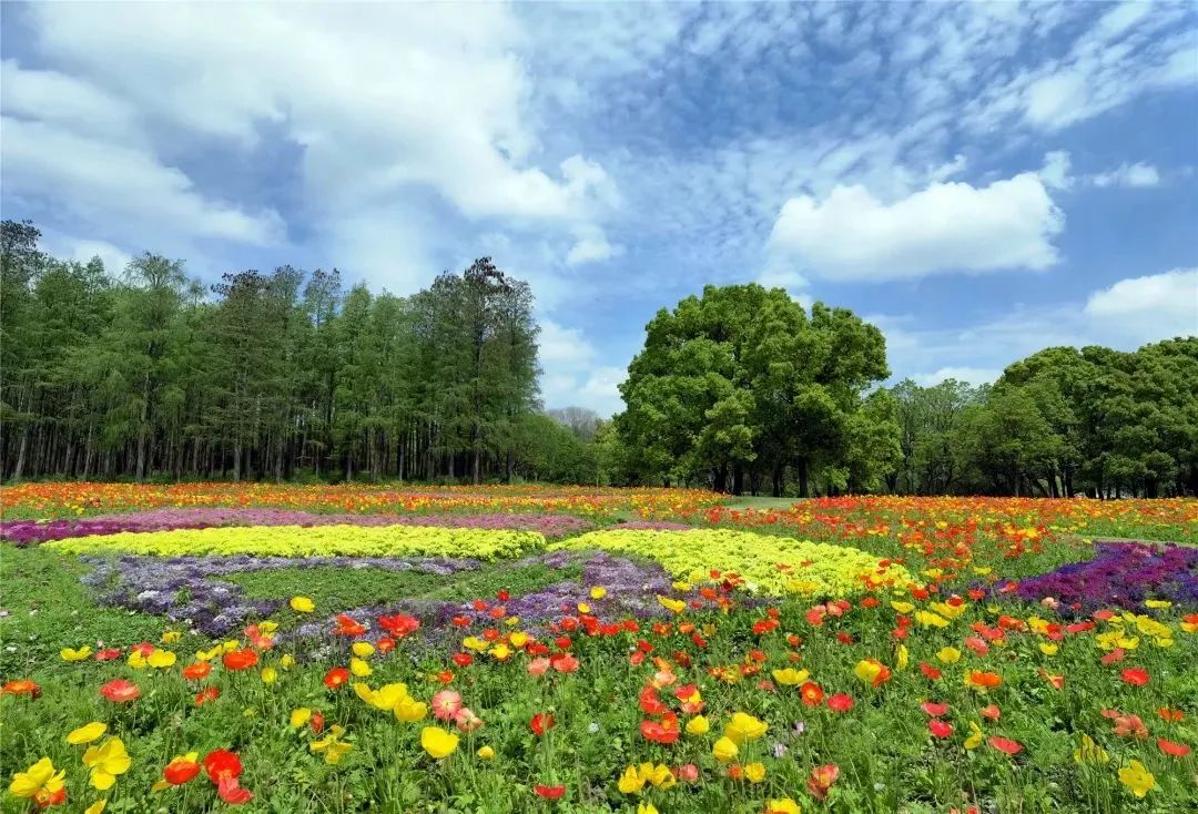 等待一片花海 共青森林公园这里 蓄势待发 清明前后将美如油画