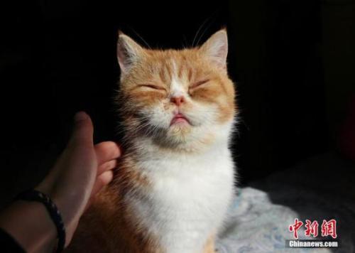 资料图:猫咪。 点击进入下一页