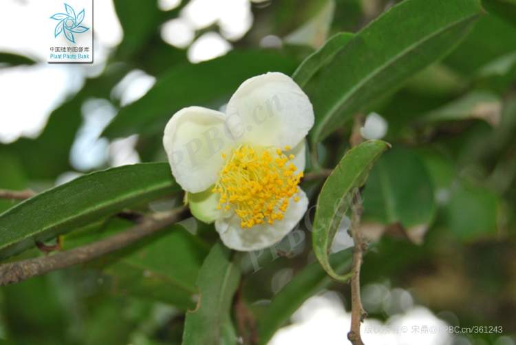 茶花處處開開的是山茶茶梅還是美人茶花博士小課堂