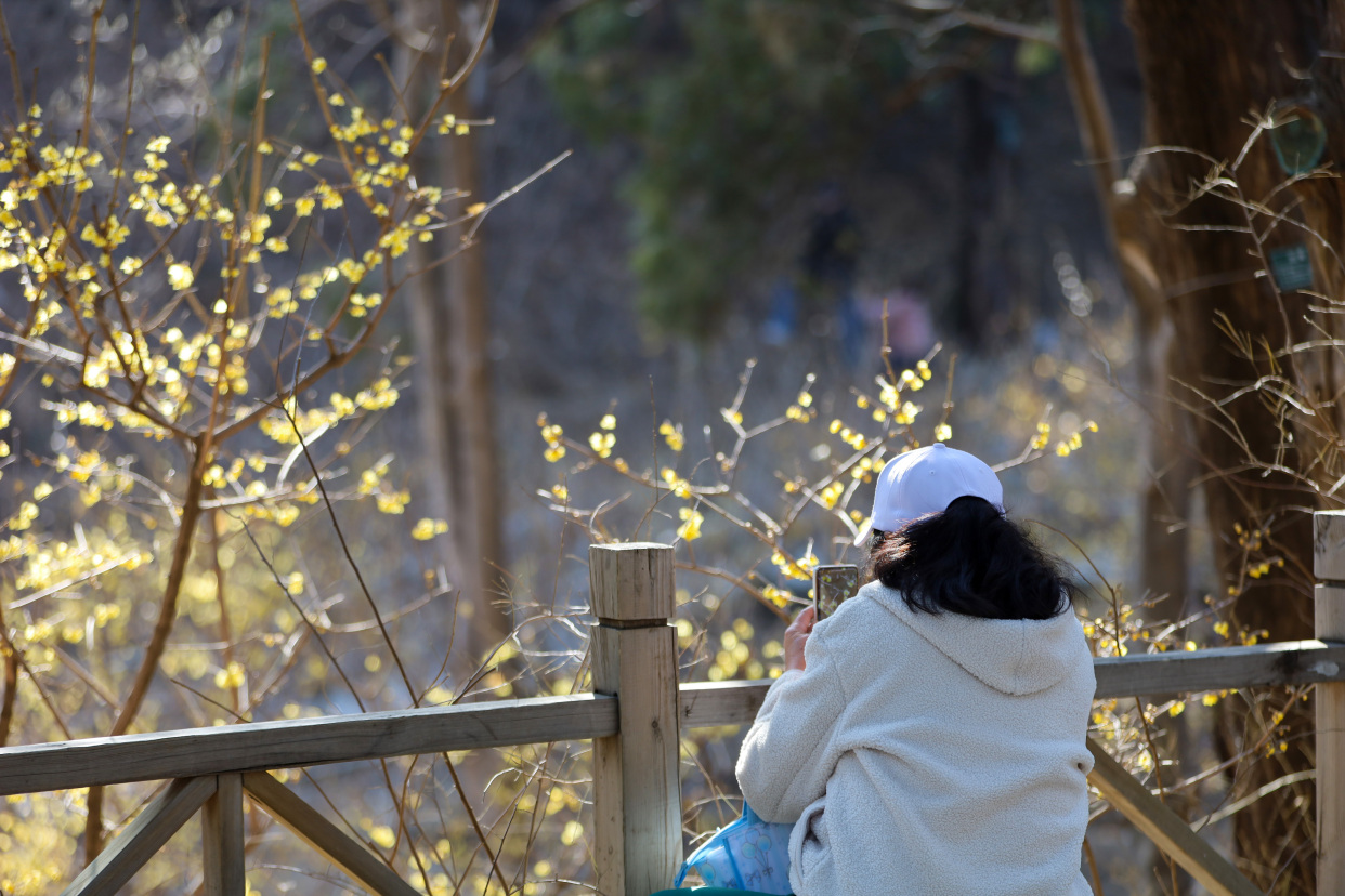 香山公园蜡梅绽放目前开花率已达60 香山公园蜡梅绽放目前开花率已达60