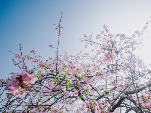 今天惊蛰 花开正好 小松带你云赏花