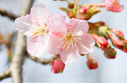 今天惊蛰 花开正好 小松带你云赏花