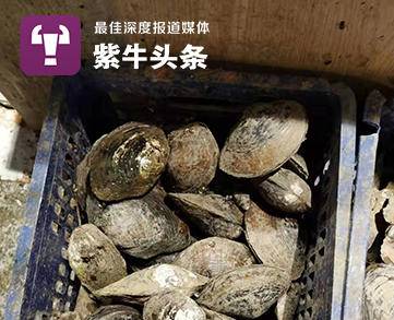 南京市场上的背角华无齿蚌。