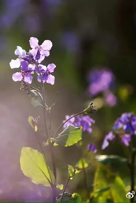 紫色花海 来袭 郊游的浪漫选择在这里