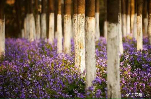 紫色花海 来袭 郊游的浪漫选择在这里