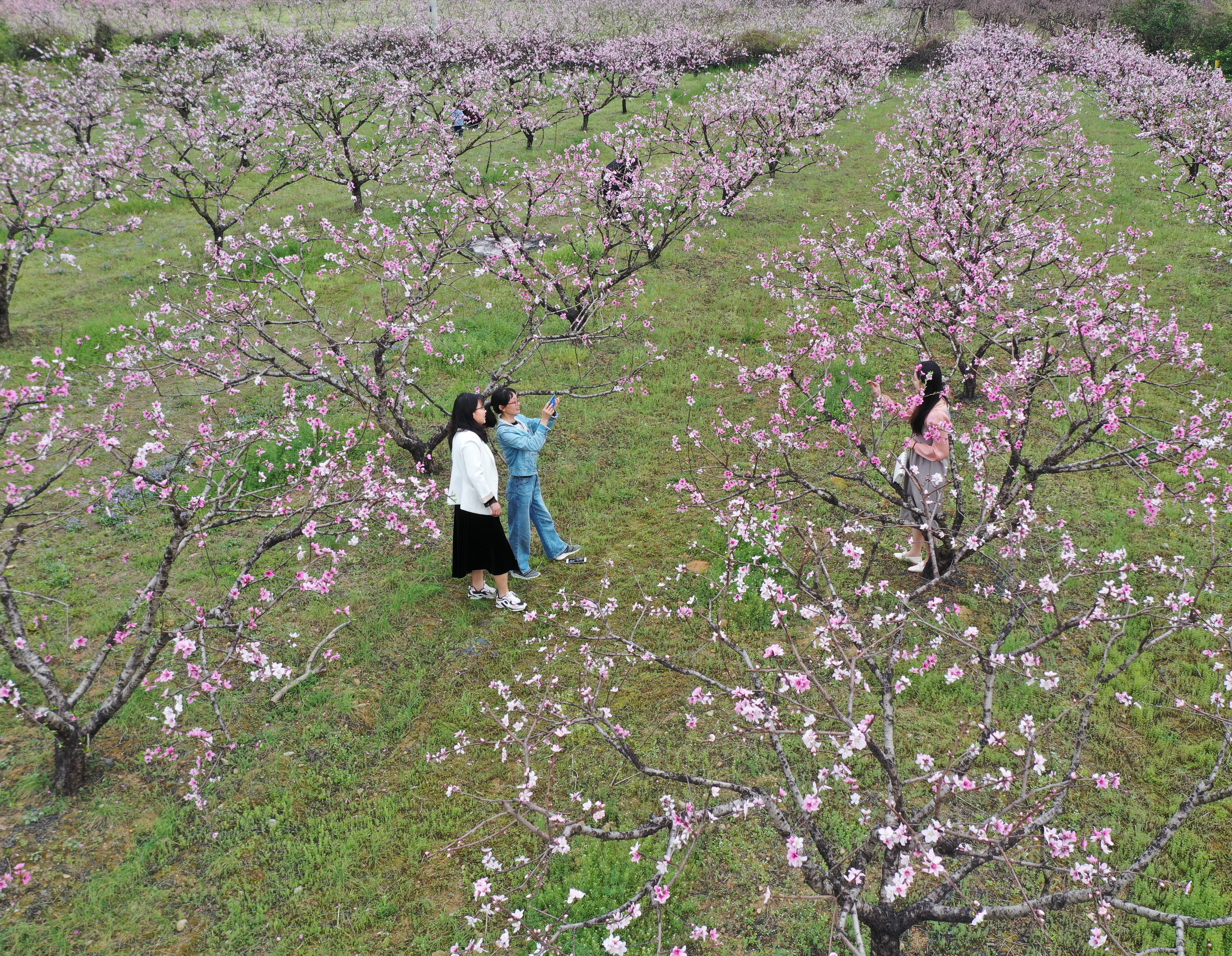 社会 1 踏青赏花享春光
