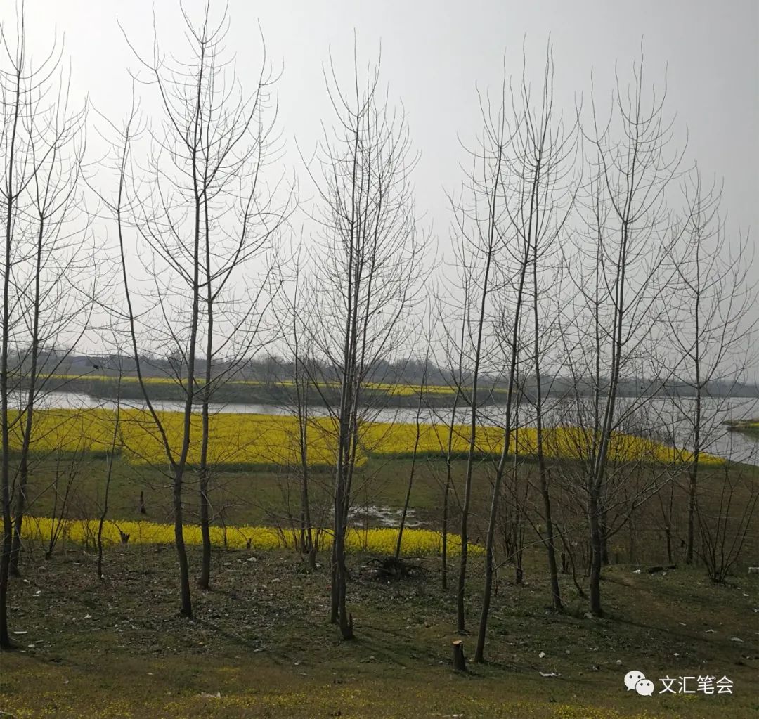 舒飞廉:树林油菜.jpg