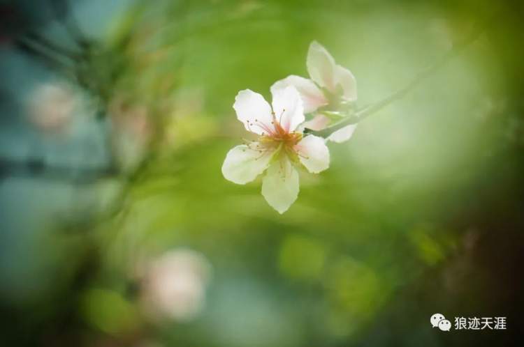 农历中国 二月十二 花朝节