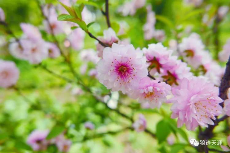 农历中国 二月十二 花朝节