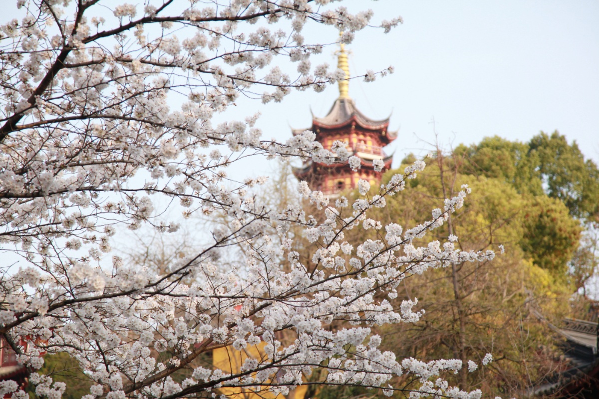鸡鸣寺的樱花又开了图片
