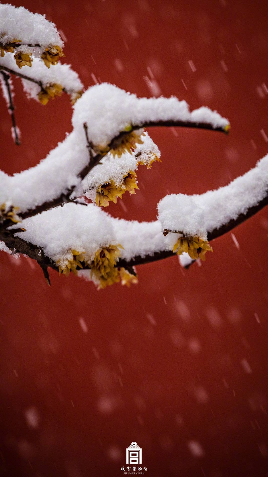 故宫红墙白雪太美了