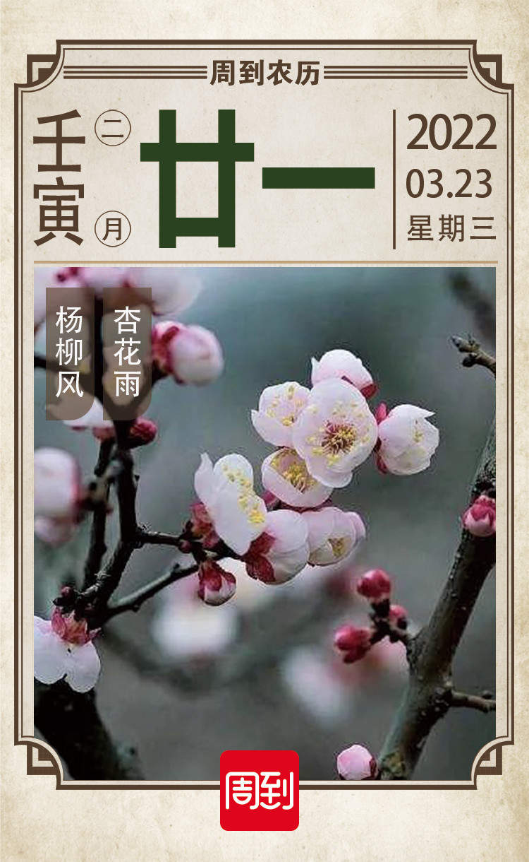农历中国 二月廿一 杏花绽放