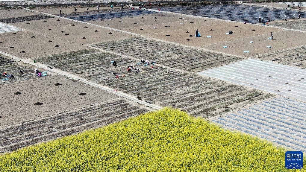 陇原大地春耕忙