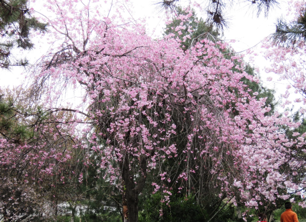 八重红枝垂C樱花  受访者供图