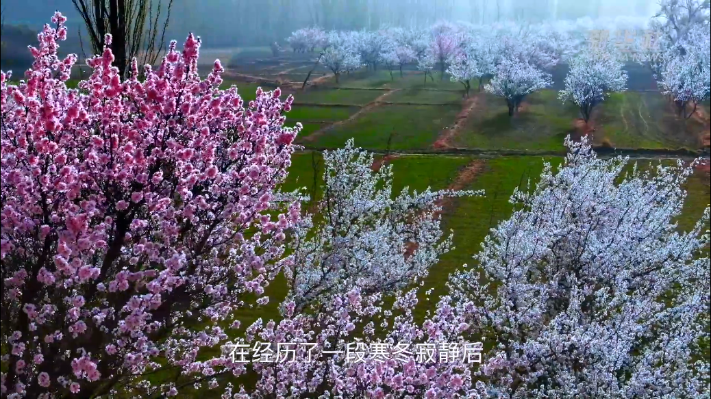 一年一次赴花约 帕米尔高原迎最美杏花季