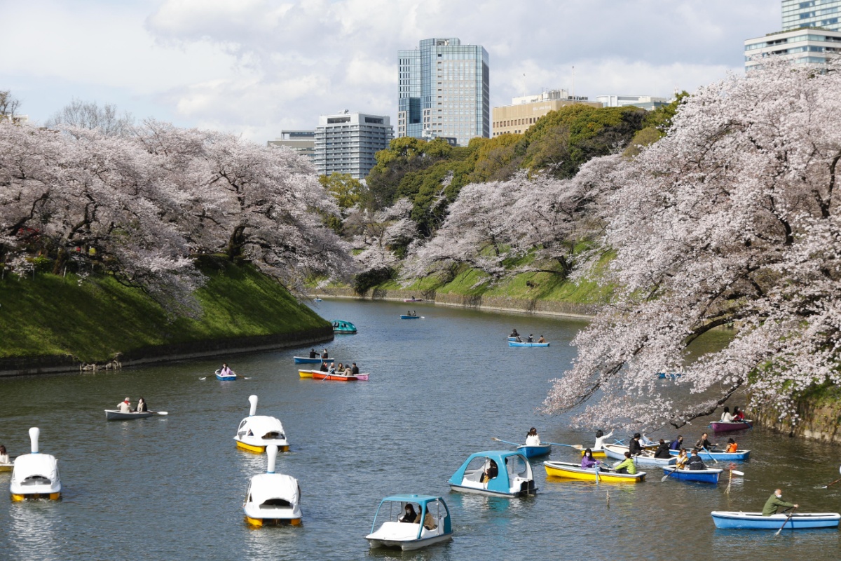 【携程攻略】东京千鸟渊景点,千鸟之渊赏樱的人暴多，很难拍到没有人的照片，突然看到一堆人围在树…