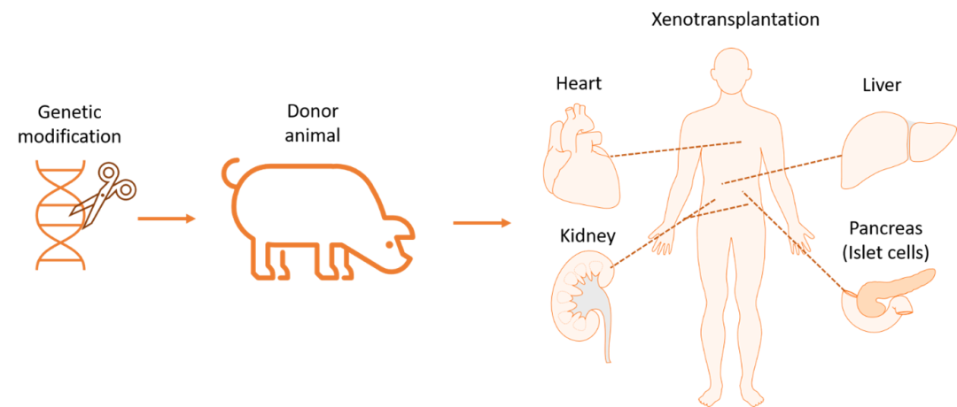 除了需要解决技术困难之外，异种器官移植也面临更多的监管、伦理问题。   biopharma-excellence 图