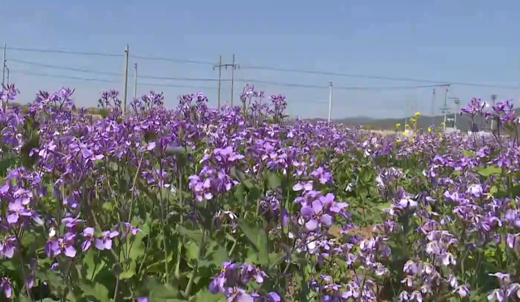 京城四月天 春光无限好 赏花正当时