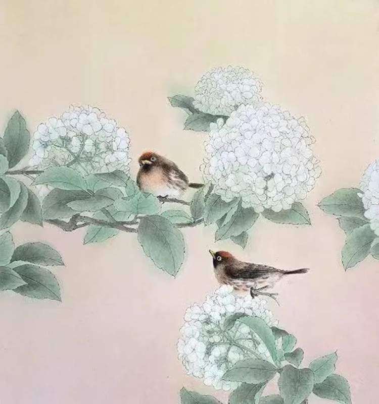 《三角梅·橙头地鸫》