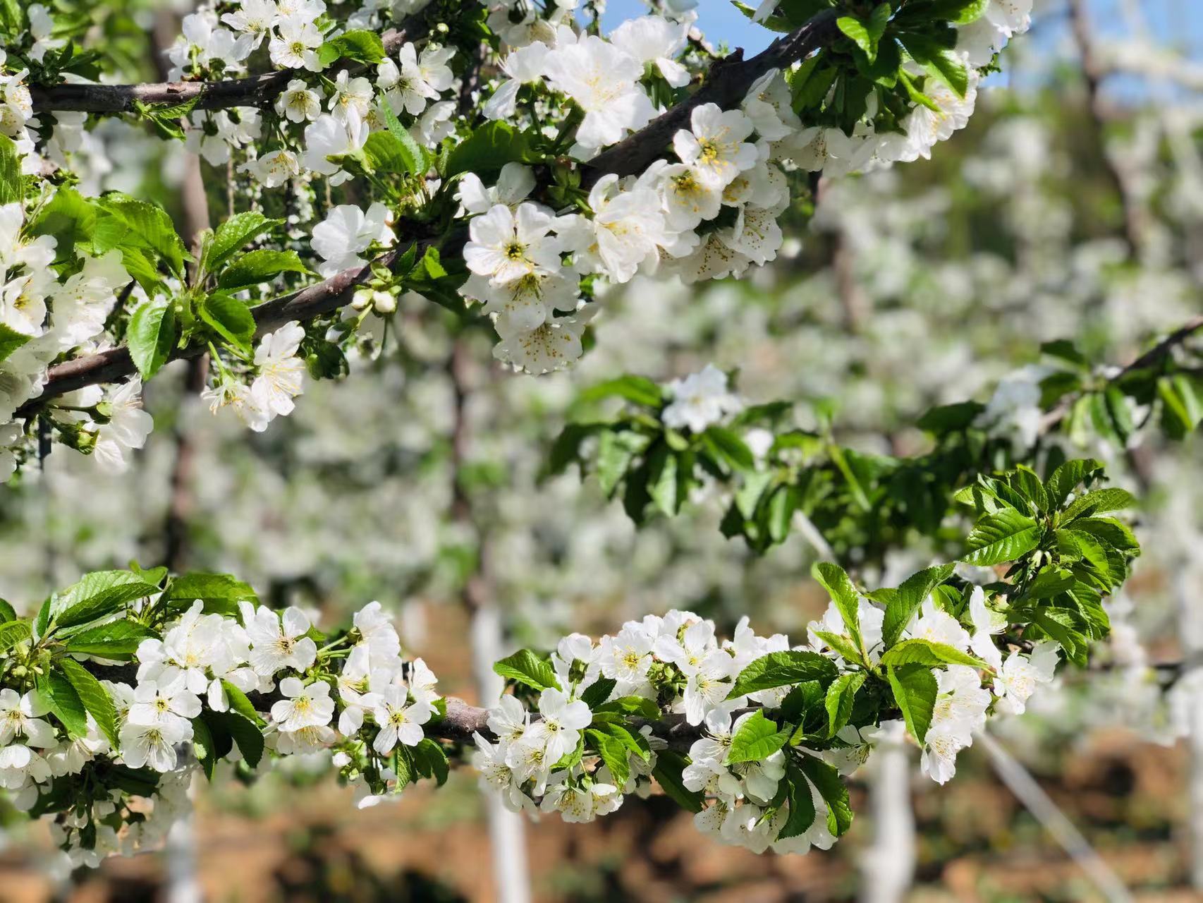 昌平樱桃花开 预计5月中旬成熟上市