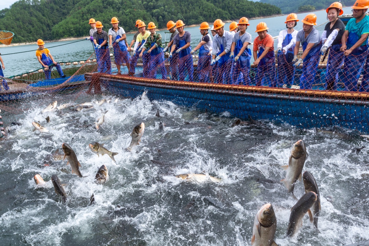 鱼跃千岛湖图片