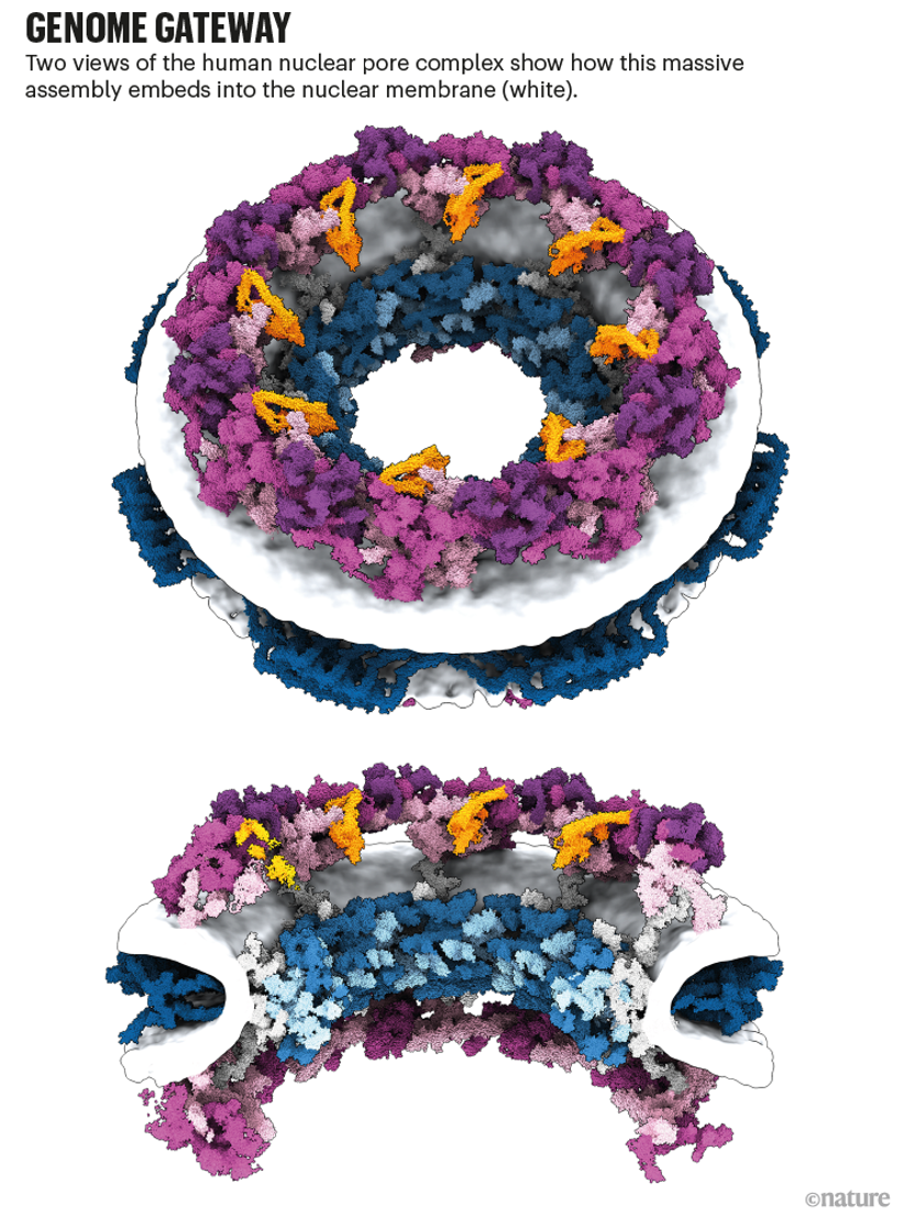 基因组网关：人类核孔复合体的两种视图显示它如何嵌入核膜 ​​