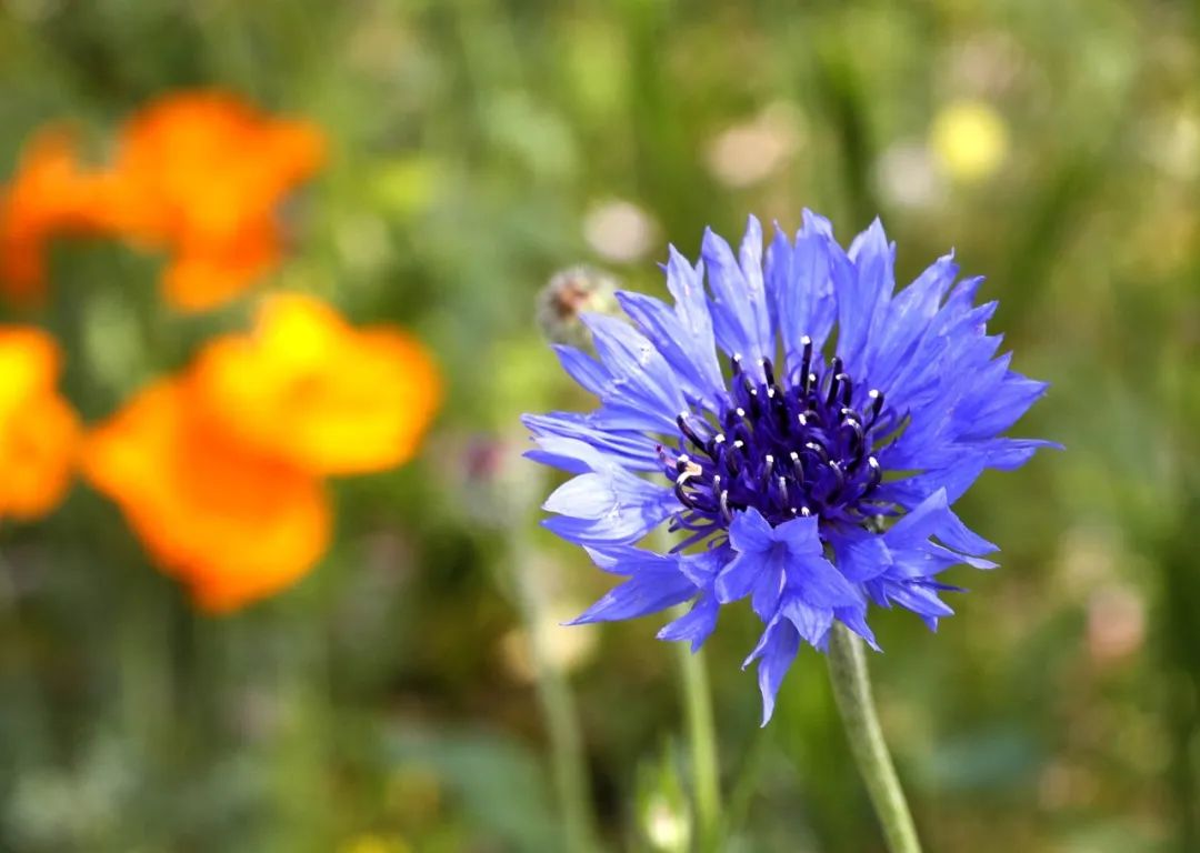 足不出户 云赏花 这抹满园春色送给你