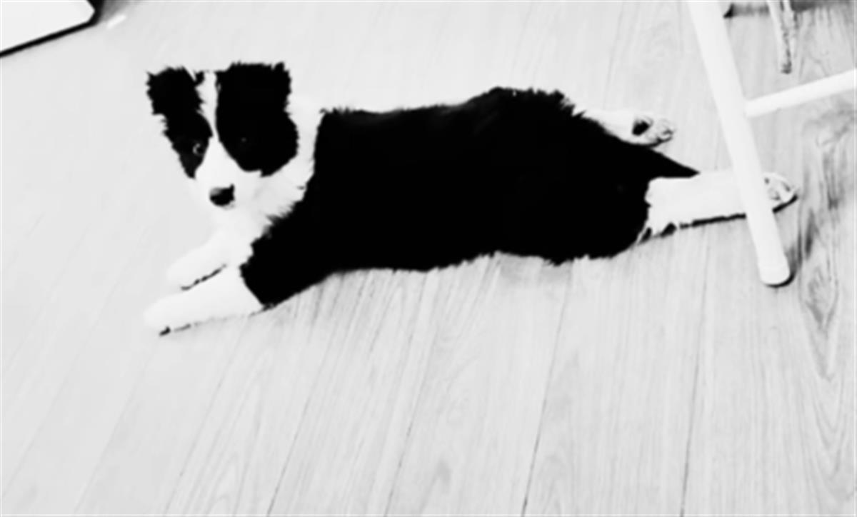 边牧幼犬肉肉（来源：受访者）