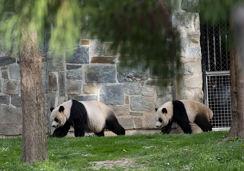 當地時間2022年4月16日,在美國華盛頓史密森學會國家動物園,大熊貓幼