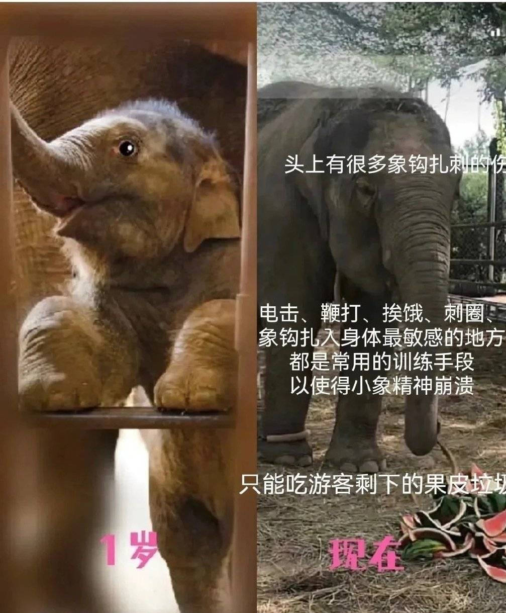 陈乔恩为“拯救小象莫莉”发声，呼吁大家拒绝动物表演（组图） - 2