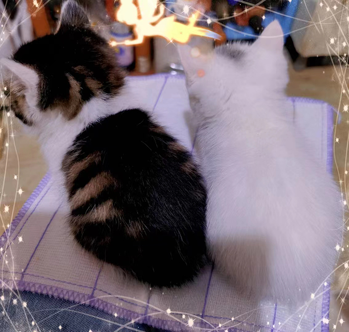 小娄的两只猫。来源:受访者
