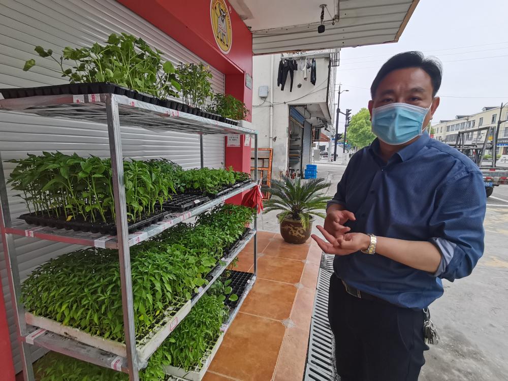 辣椒苗、番茄苗、茄子苗…沪郊农资超市及时开张，每天万株菜苗保障村民小菜园