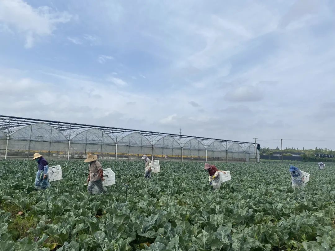 绿叶菜日均上市量逐步恢复！时令蔬菜丰富供应品种